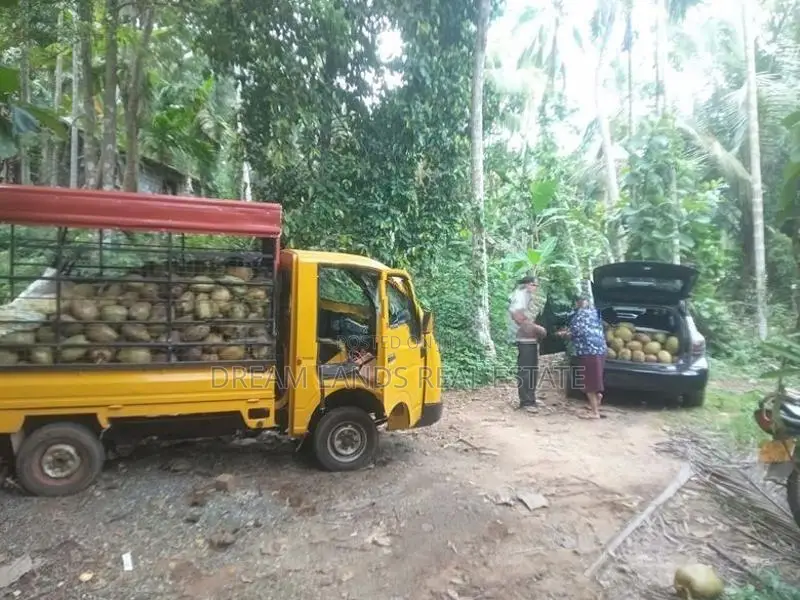COCONUT LAND FOR SALE IN KURUNAGALA (SP459)