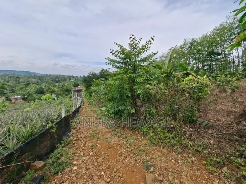 හංවැල්ල, වග ප්‍රදේශයේ වගාවට සුදුසු ඉඩමක් විකිණීමට ඇත. (ID : HNWL001S)
