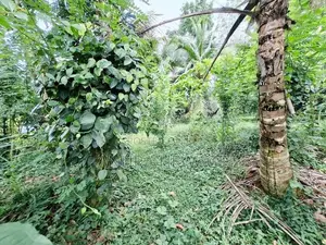 Land for Sale Cultivation, Hanwella, Waga. (ID : HNWL001)