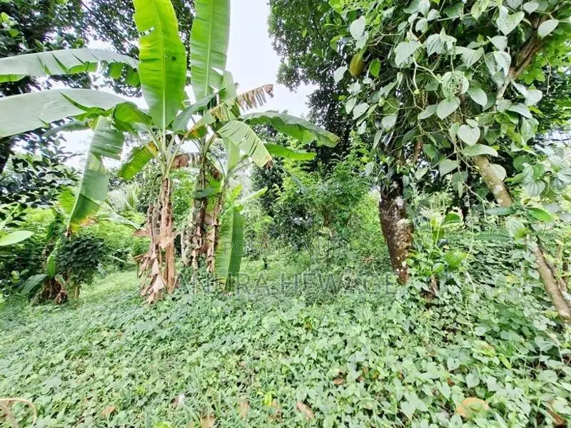 Land for Sale Cultivation, Hanwella, Waga. (ID : HNWL001)