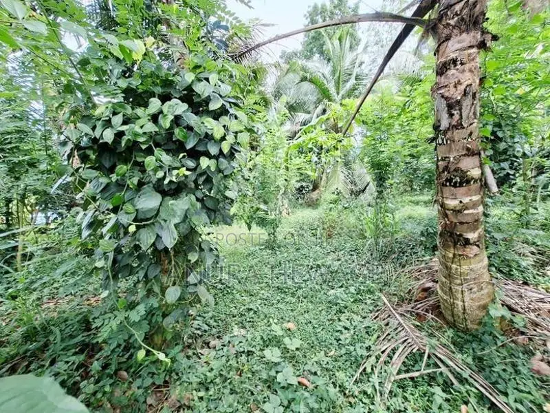 හංවැල්ල, වග ප්‍රදේශයේ වගාවට සුදුසු ඉඩමක් විකිණීමට ඇත. (ID : HNWL001S)