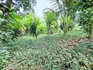 Land for Sale Cultivation, Hanwella, Waga. (ID : HNWL001)