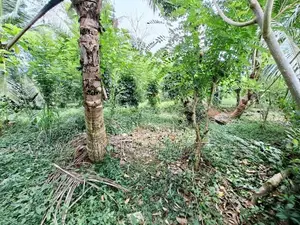 හංවැල්ල, වග ප්‍රදේශයේ වගාවට සුදුසු ඉඩමක් විකිණීමට ඇත. (ID : HNWL001S)