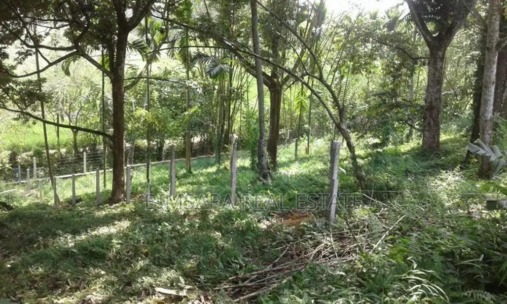 Income-Generating 44.4 Perch Rambutan Land in Hanwella | SL14765