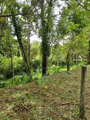 Income-Generating 44.4 Perch Rambutan Land in Hanwella | SL14765