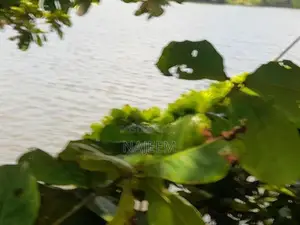 Bolgoda Lake Facing Land for Sale Panadura
