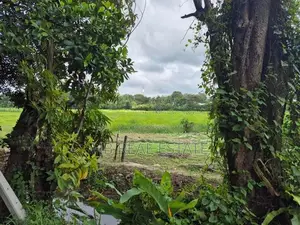 53.5 P Residential Paddy Field Facing Bare Land Udawatta