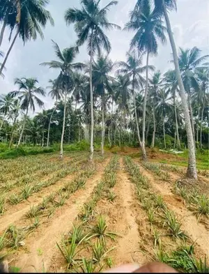 COMMERCIAL LAND FOR SALE IN WALIWERIYA (SP1080)