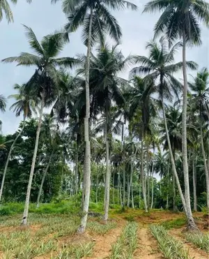 COMMERCIAL LAND FOR SALE IN WALIWERIYA (SP1080)
