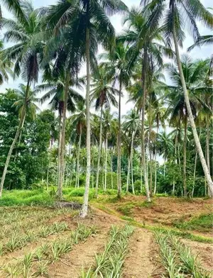 COMMERCIAL LAND FOR SALE IN WALIWERIYA (SP1080)