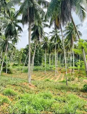 COMMERCIAL LAND FOR SALE IN WALIWERIYA (SP1080)