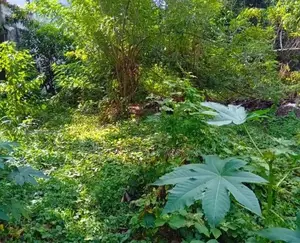 ( SDS-356) Valuable Residential Bare Land Sale in Kesbewa