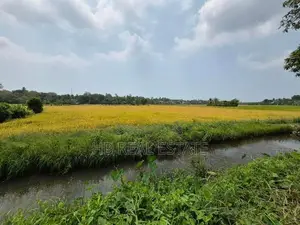 53.5 P Paddy Fields Facing Bare Land for Sale Udawatta