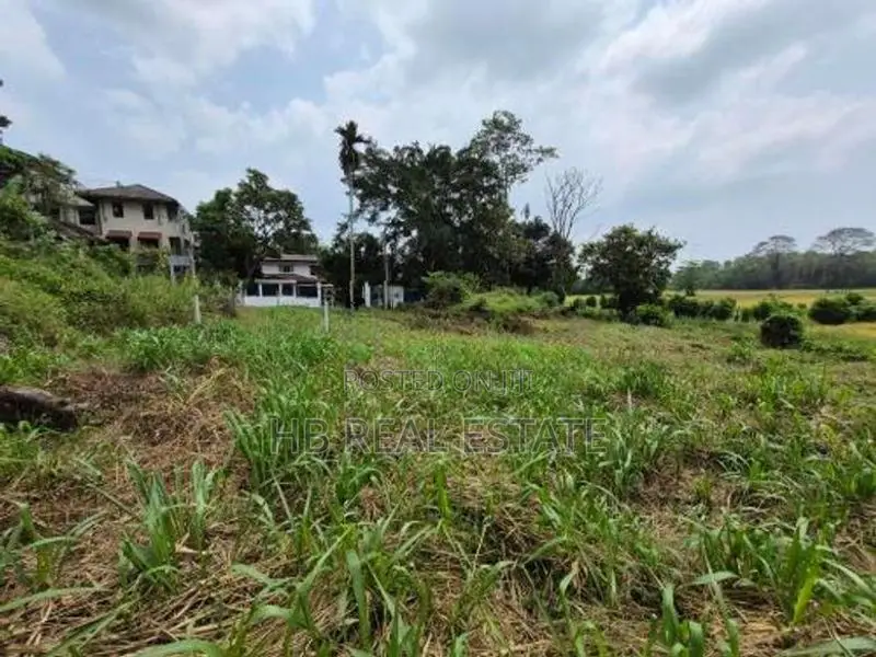 53.5 P Paddy Fields Facing Bare Land for Sale Udawatta
