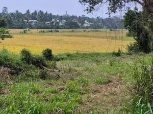 53.5 P Paddy Fields Facing Bare Land for Sale Udawatta