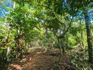 Land for sale in Haggalla