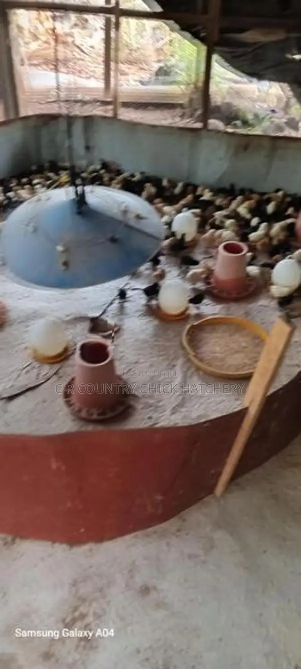 ஊர் கோழி குஞ்சு