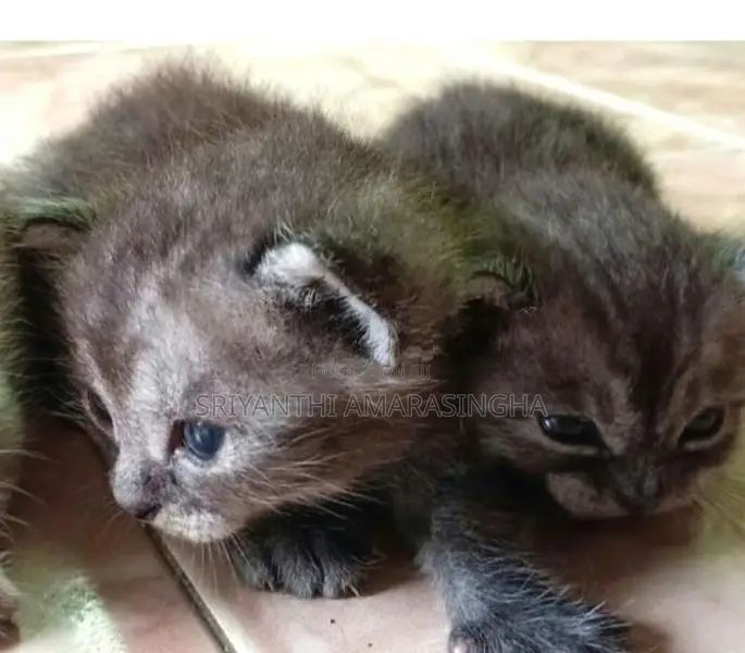 persian cats ( mix breed)