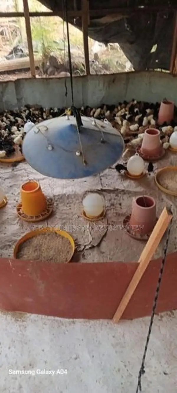 ஊர் கோழி குஞ்சு