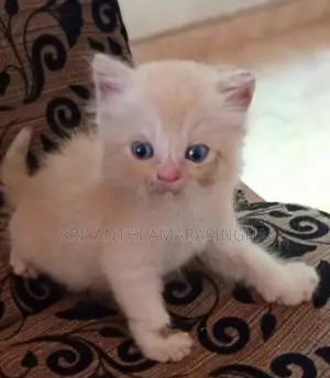 Persian Cats