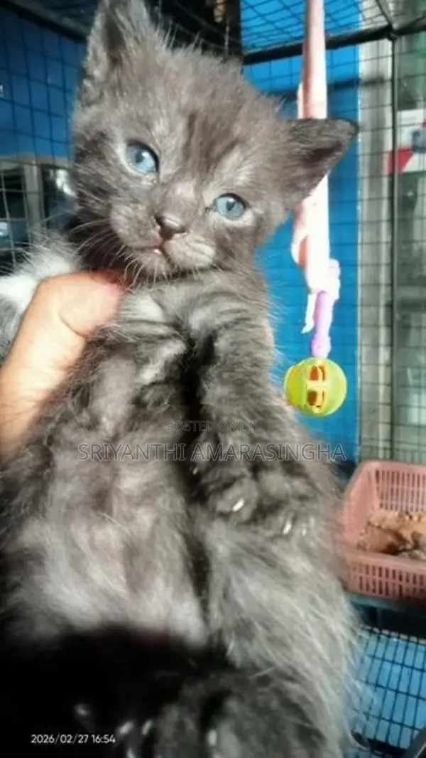 persian cats ( mix breed)