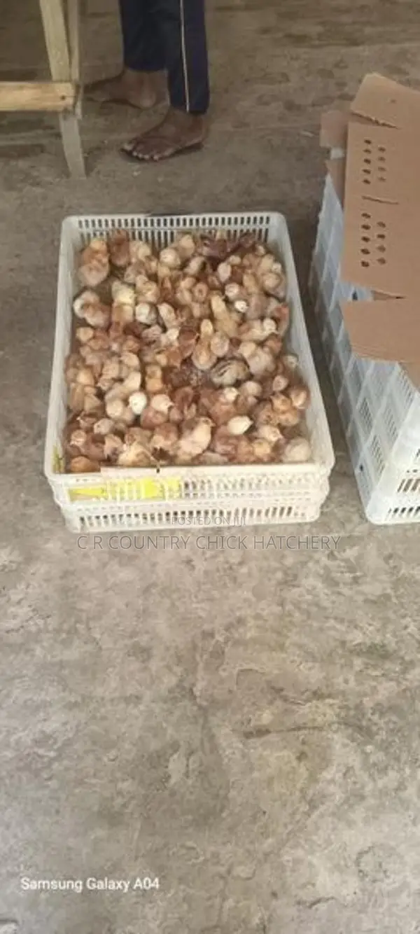 Hatching Eggs