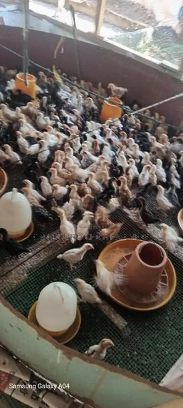ගම් කිකිලි පැටවු