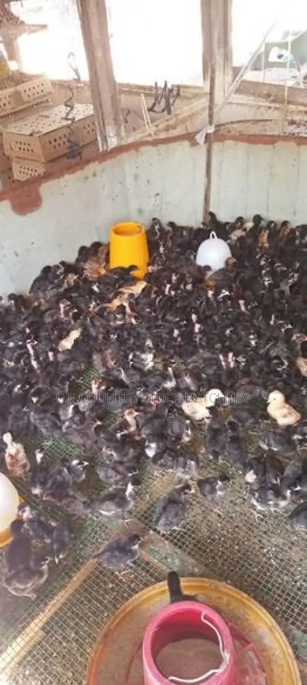 Farm Chicken