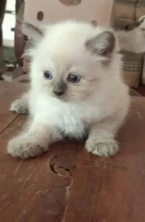 Persian Cats
