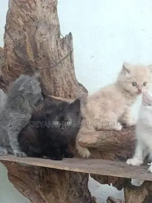 Persian Cats