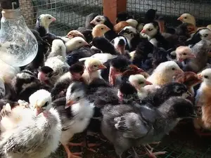 ஊர் கோழி குஞ்சு