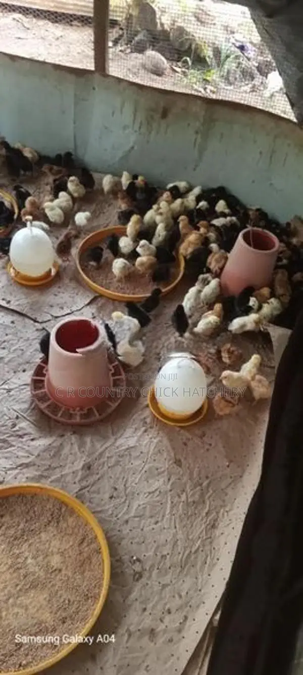 ஊர் கோழி குஞ்சு