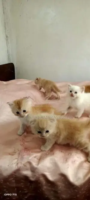 Persian Cats
