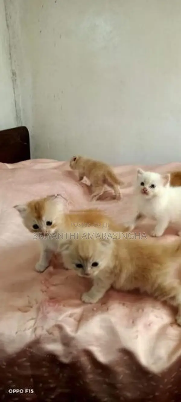 Persian Cats