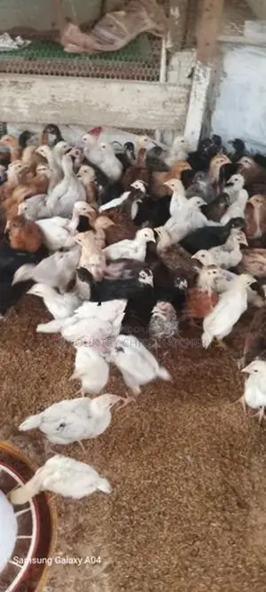 ஊர் கோழி குஞ்சு