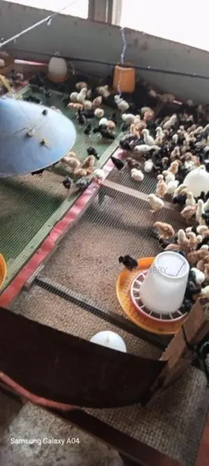 One Week Old Chick