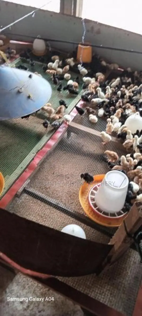 One Week Old Chick
