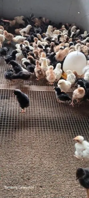 One Week Old Chick