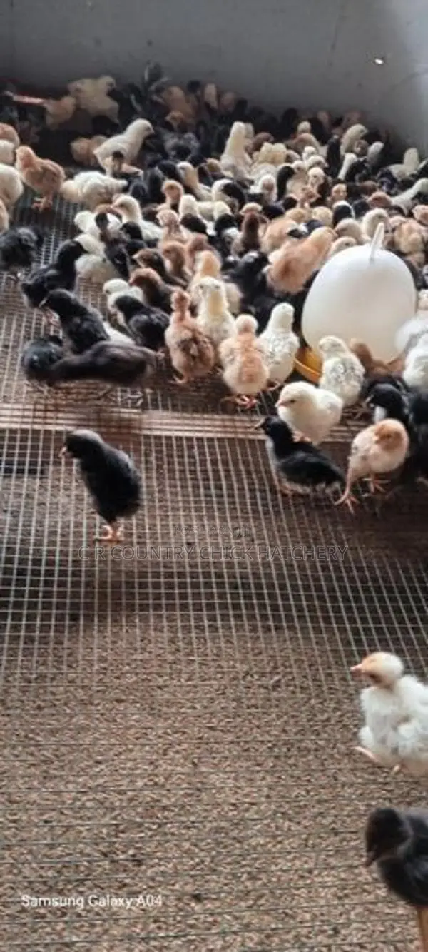 One Week Old Chick