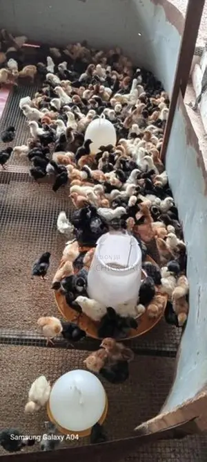 One Week Old Chick