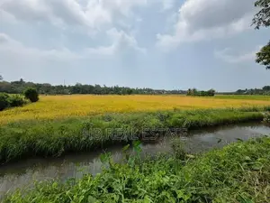 Paddy Field Facing 53.5 P Land for Sale Udawatta Road