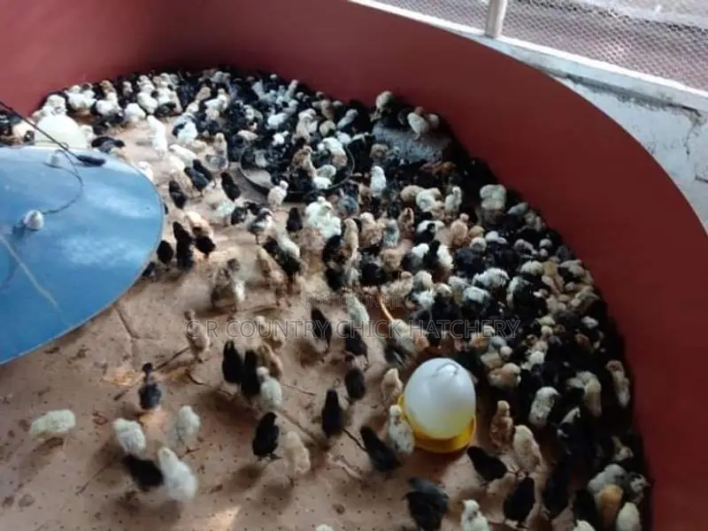 Country Chicks