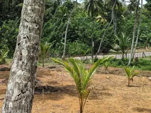 Land for sale in Nittambuwa
