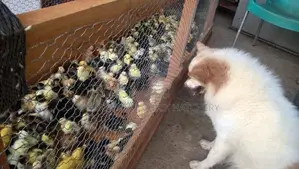 Country Chicks