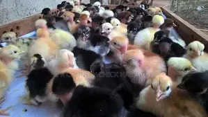 Country Chicks