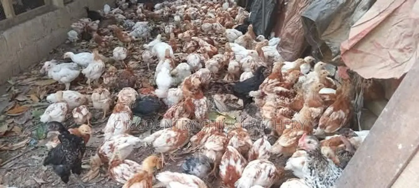 ஊர் கோழி குஞ்சு