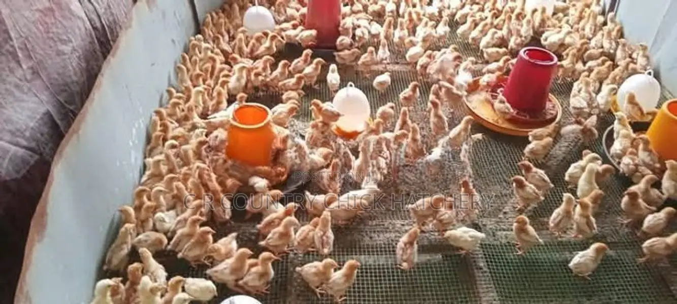 கோழி குஞ்சு