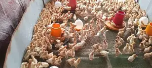 கோழி குஞ்சு