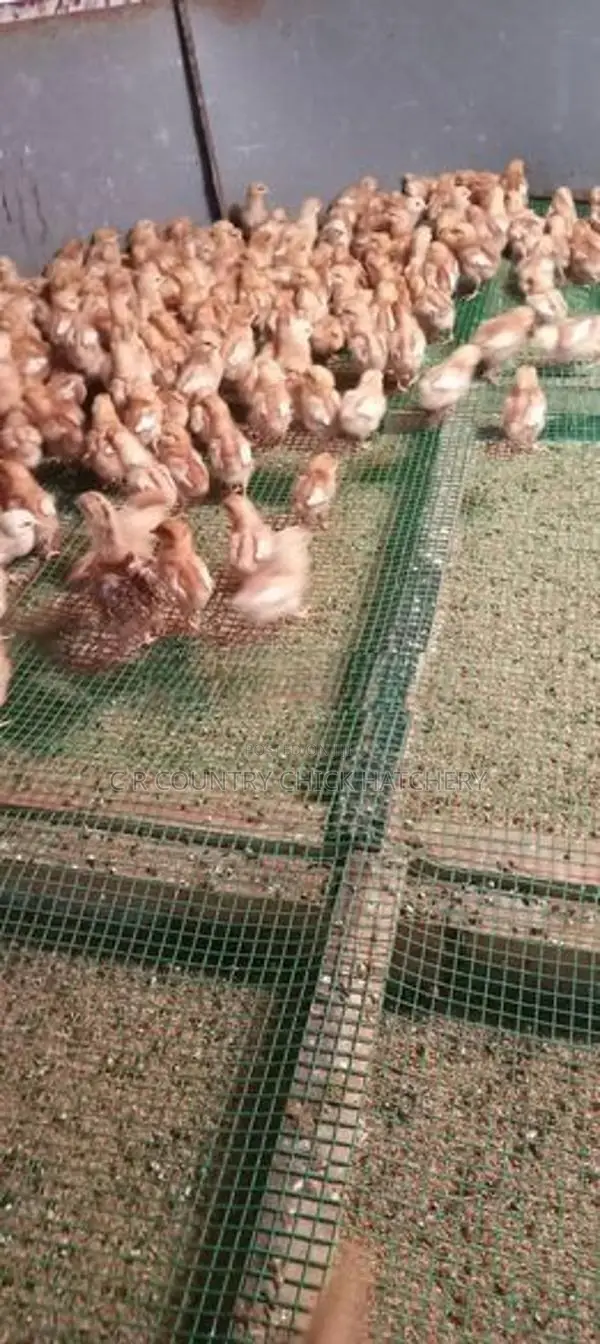 கோழி குஞ்சு
