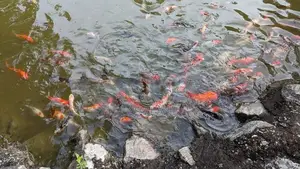 koi fish farm for sale in kadawatha
